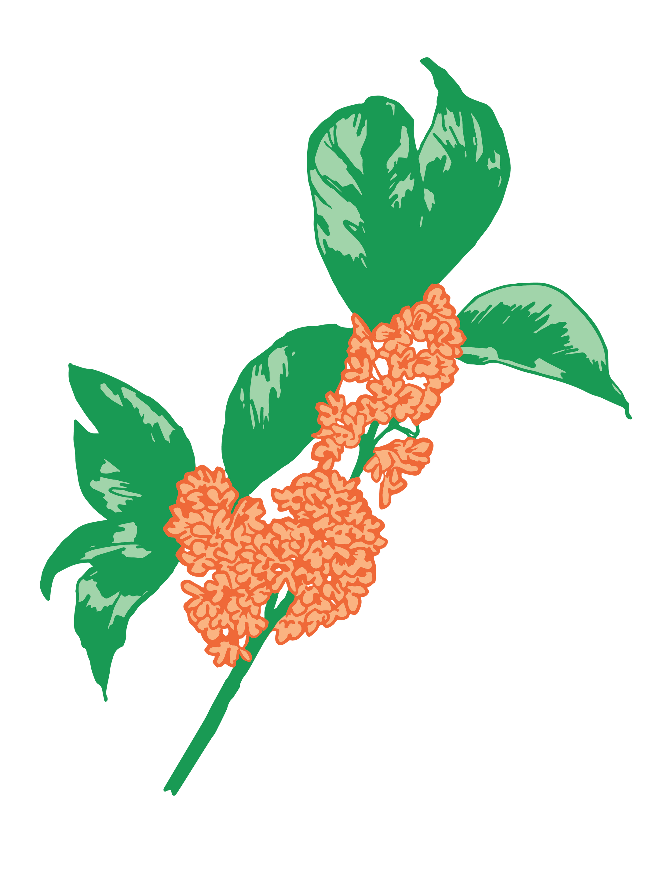 Osmanthus Absolute 桂花原精 5ml