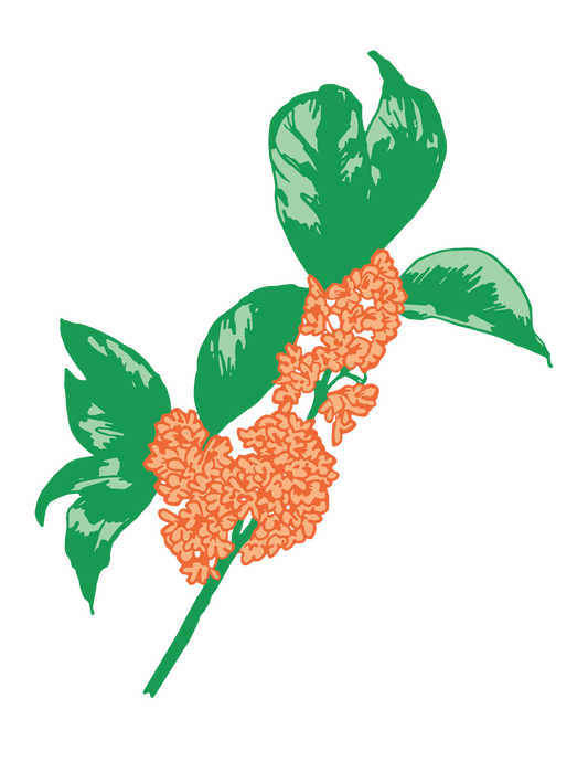 Osmanthus Absolute 桂花原精 5ml